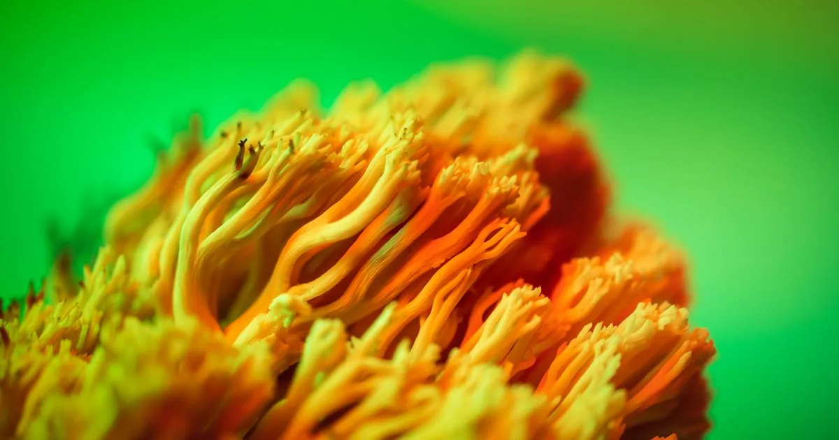 FDA Accelerates Psychedelic Drug Research Under New Executive Order