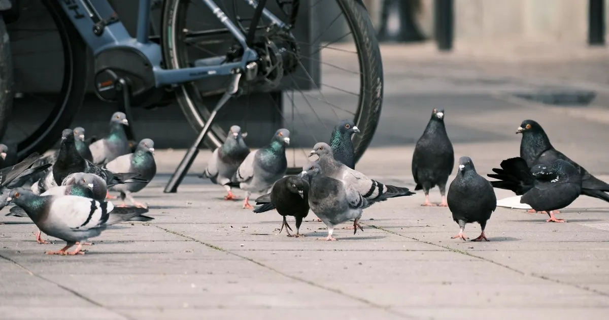 UK cities kill pigeons cruelly while ignoring humane urban solutions