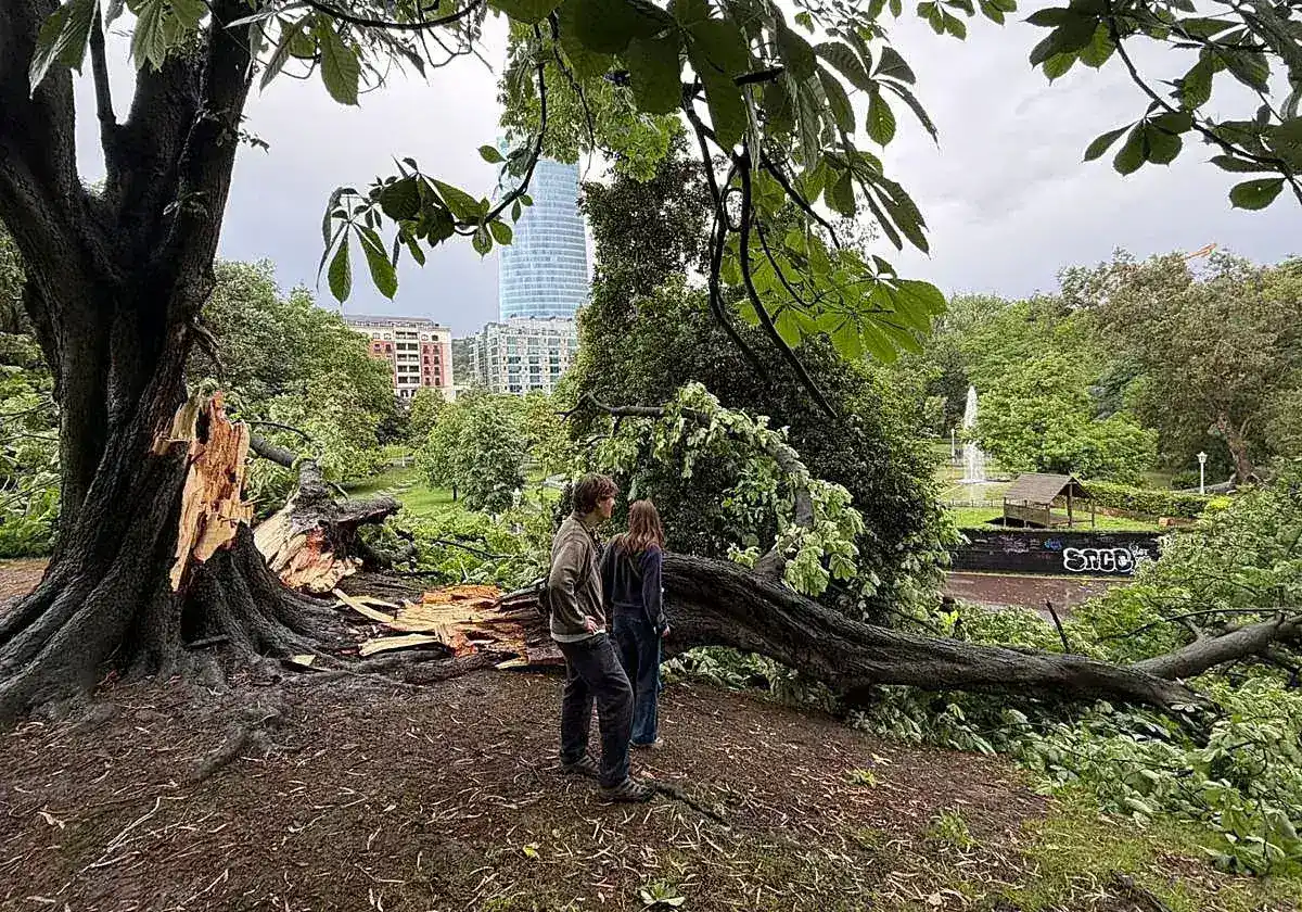 Public park loses centenarian tree due to deferred maintenance protocols