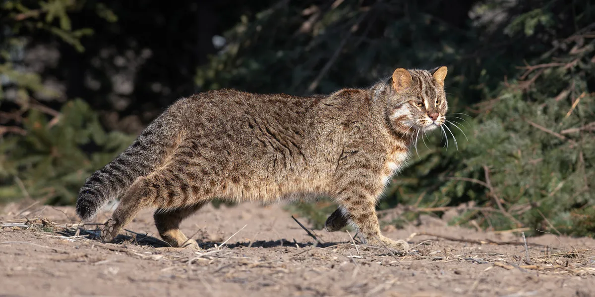 Beijing's leopard cats lose habitat amid unchecked urban sprawl