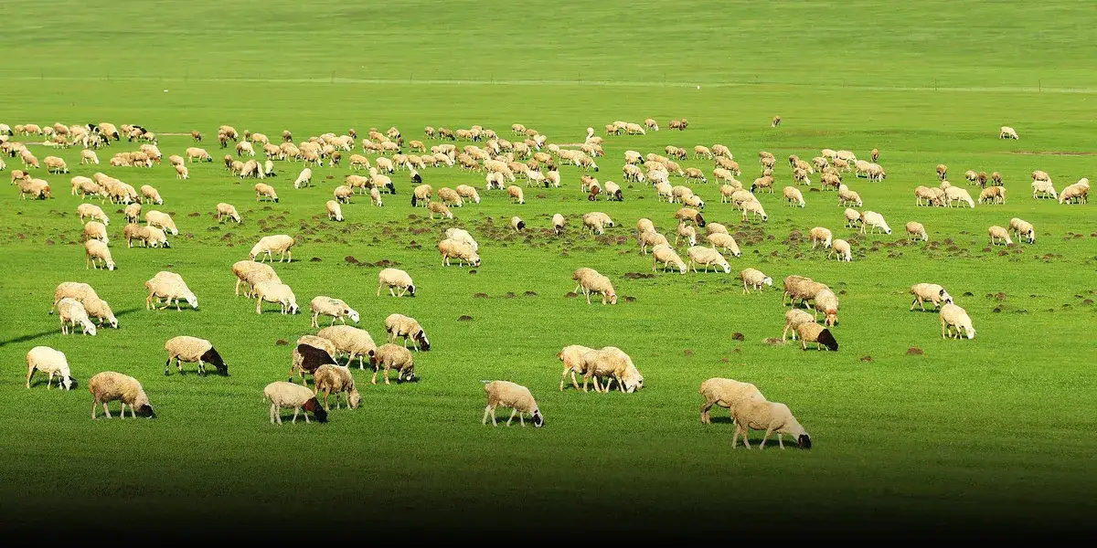 Young Chinese flee precarious urban jobs toward rural farming positions
