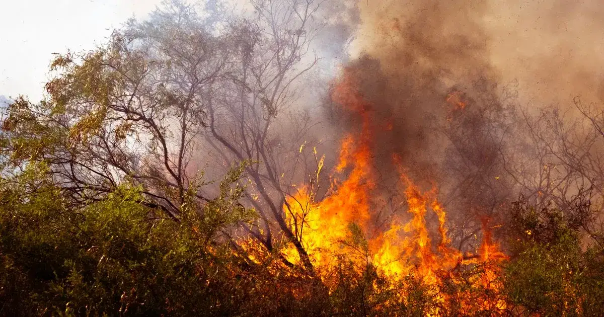 Doñana burning: decades of environmental neglect fuel the fire