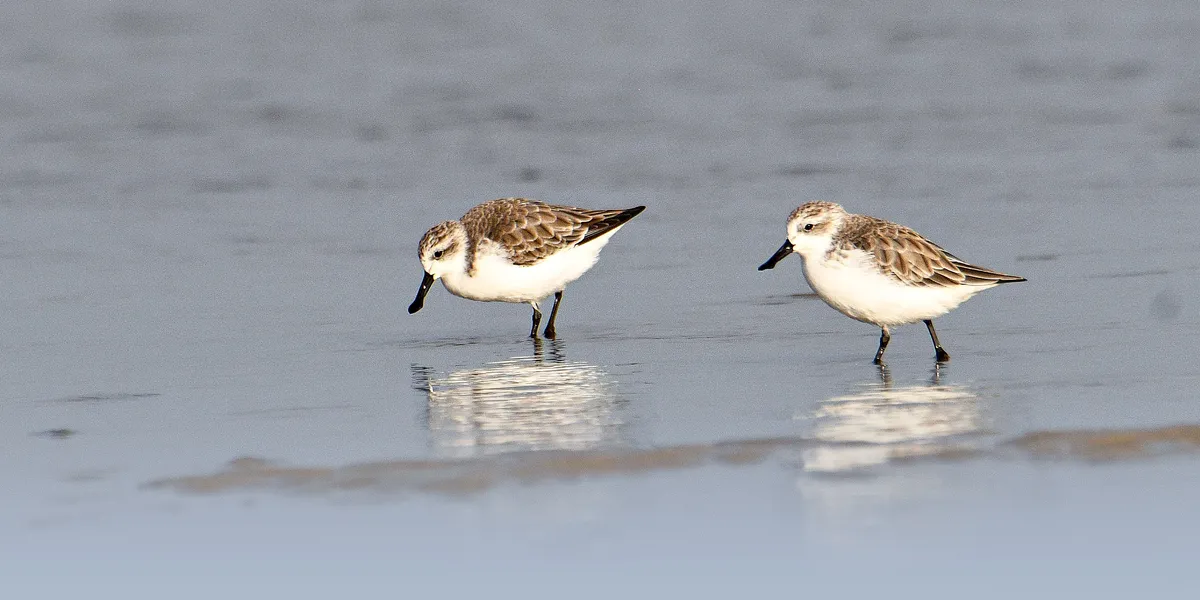 Citizens defend endangered species against major infrastructure project