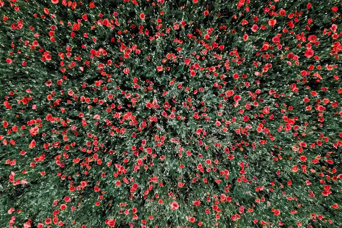 Sicily: Poppy seizure exposes security gaps in vulnerable geological zones