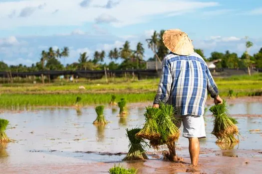 Rural farmer forced to destroy ancestral tree destroyed by viral tourism