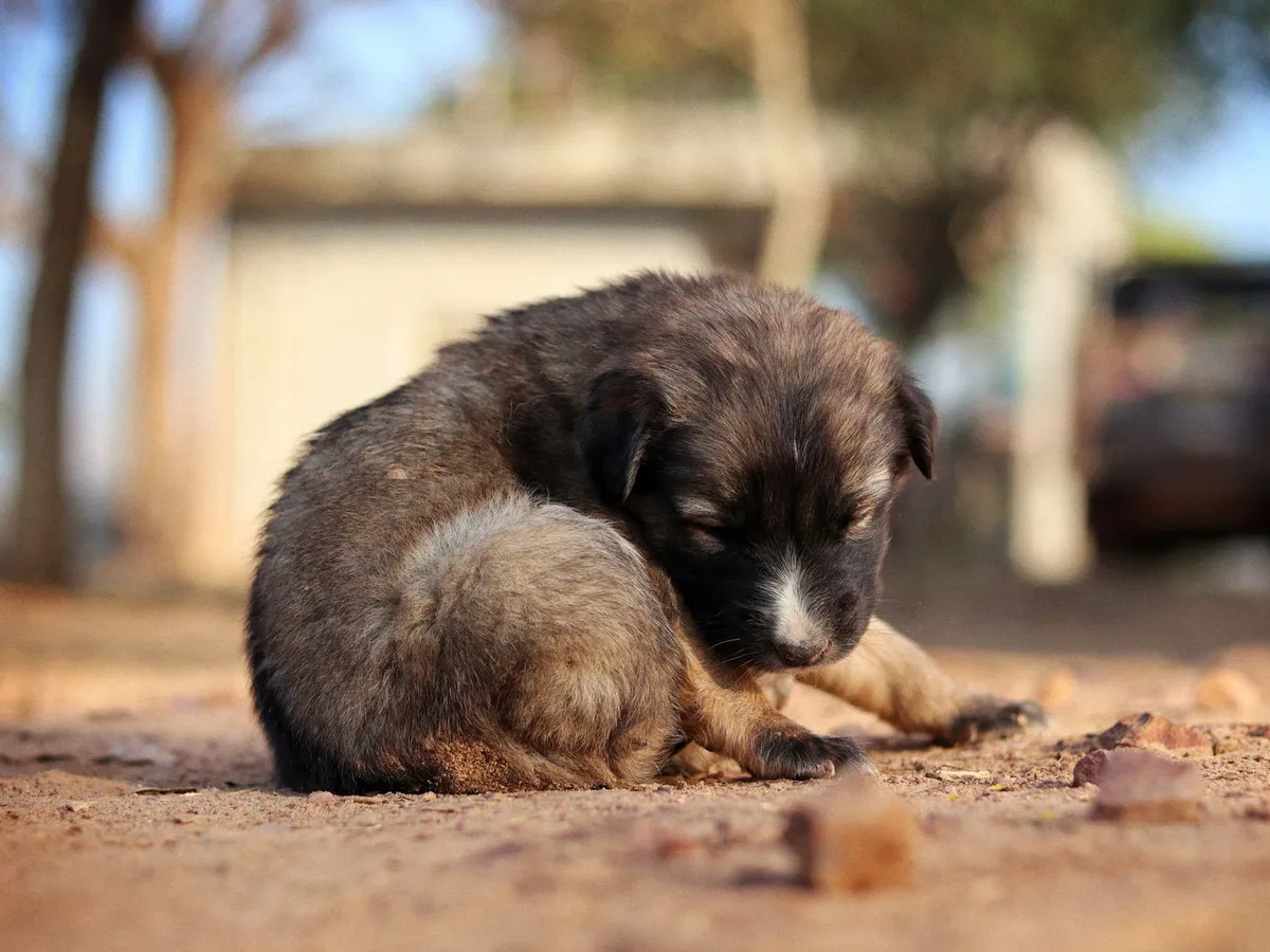 From abused puppy to earthquake hero: Tsunami saves 100 lives in Venezuela