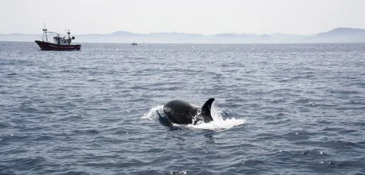 Marine Crisis: Orcas Fight Back Against Ocean Exploitation