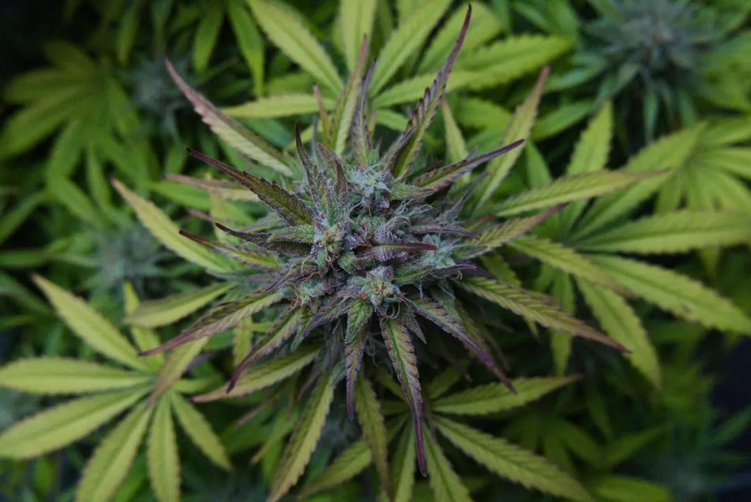 Cannabis Shake: Verified Quality Access for Budget-Conscious Consumers