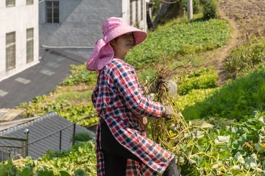 Tochigi farmer loses premium harvest to coordinated greenhouse theft