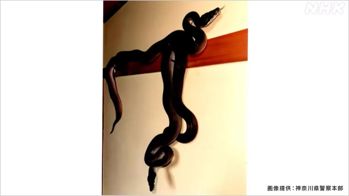 Families on edge as two giant pythons roam a Kawasaki neighborhood filled with children