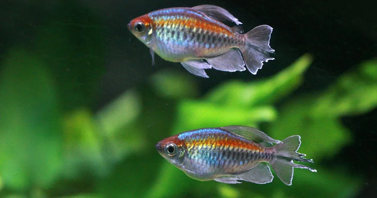 Congo fish species reveals resilience against environmental threats